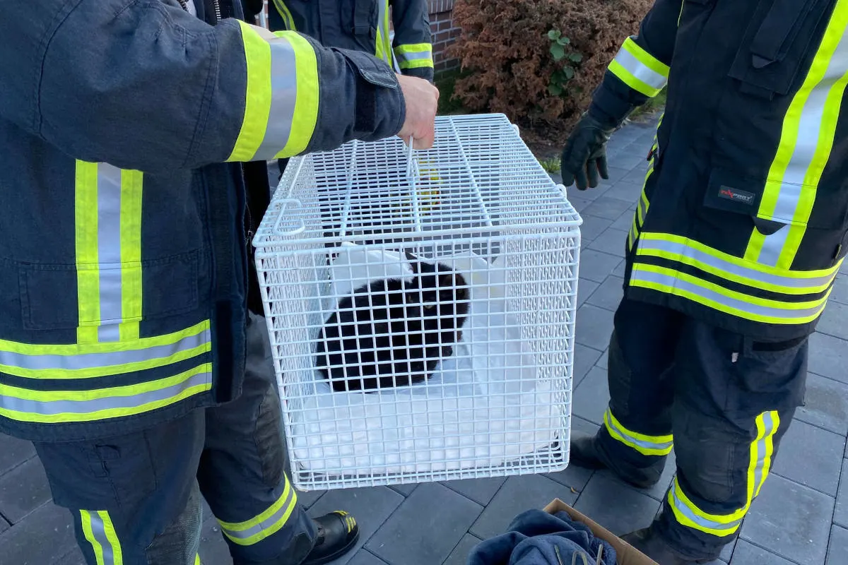 Schermbeck – Katze in Wühlmausfalle gefangen