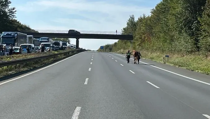 Auf einer sonnenbeschienenen Autobahn führen zwei Personen ein Pferd entlang der rechten Fahrbahn, während auf der linken Seite Fahrzeuge stehen.