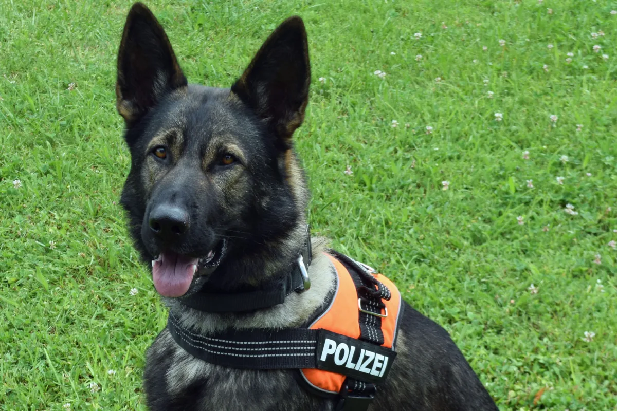 Kriens LU – Polizeidiensthund "Fuego" stellt Einbrecher