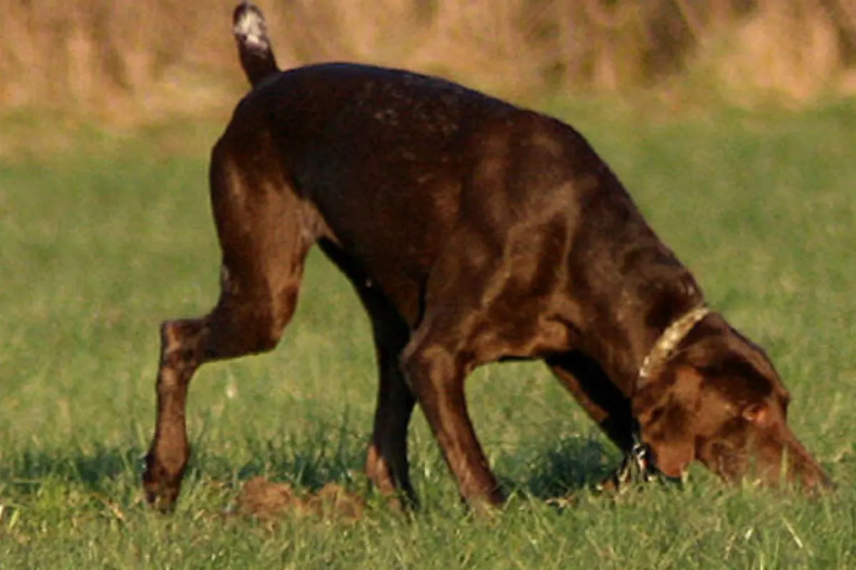 Gutau - Jagdhunde attackieren Reitpferd