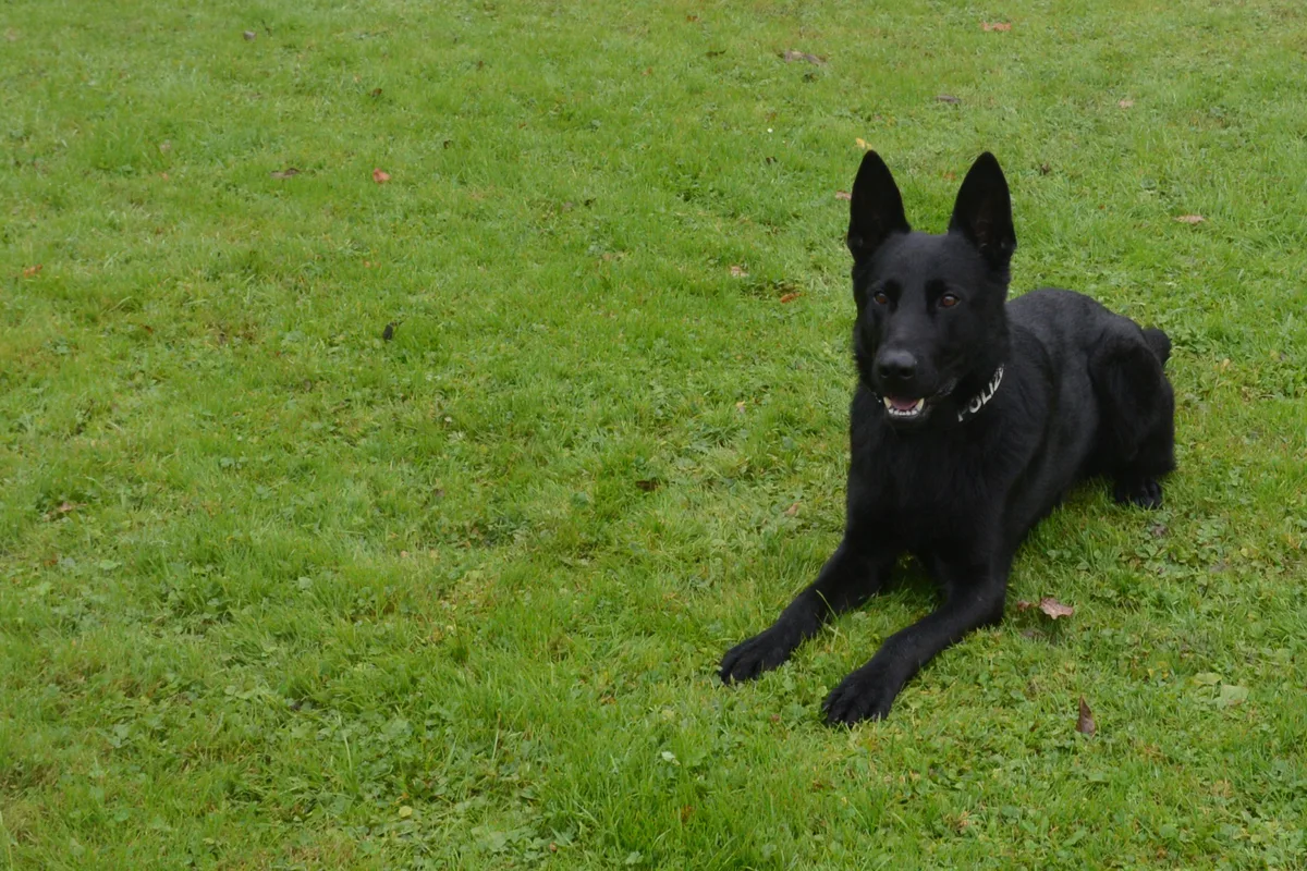 Wolhusen LU - Polizeihunde helfen einen Dieb zu fassen