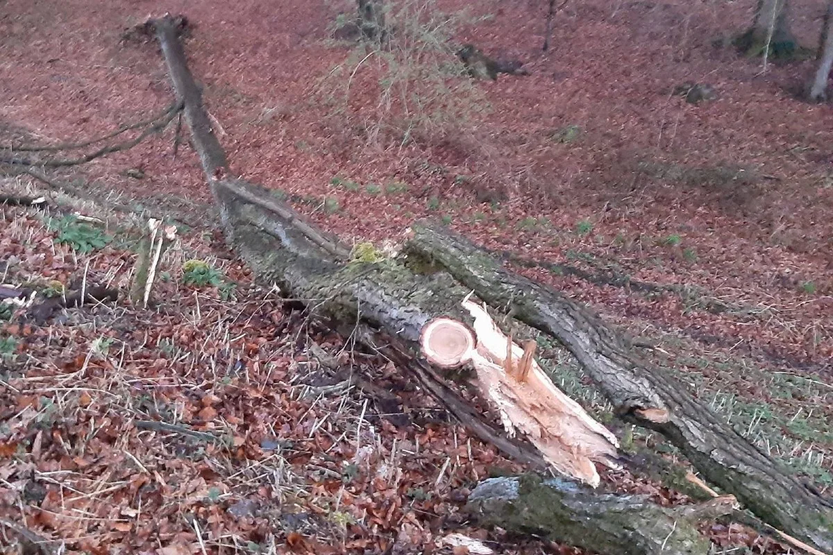 Osnabrück -  Züge kollidieren mit Müllcontainer und Baum 