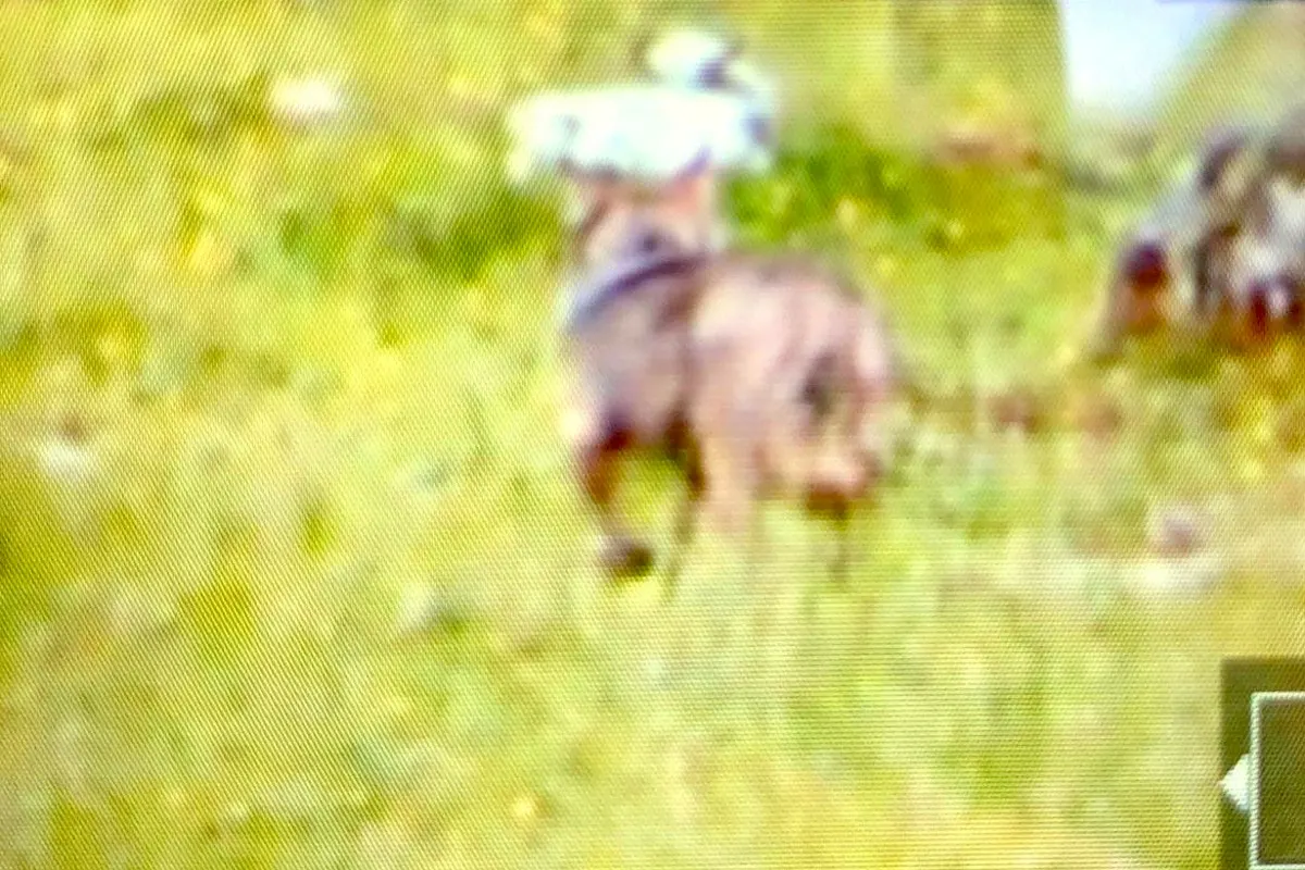 Appenzell Innerrhoden - Wolf reisst zwei Geissen auf der Potersalp