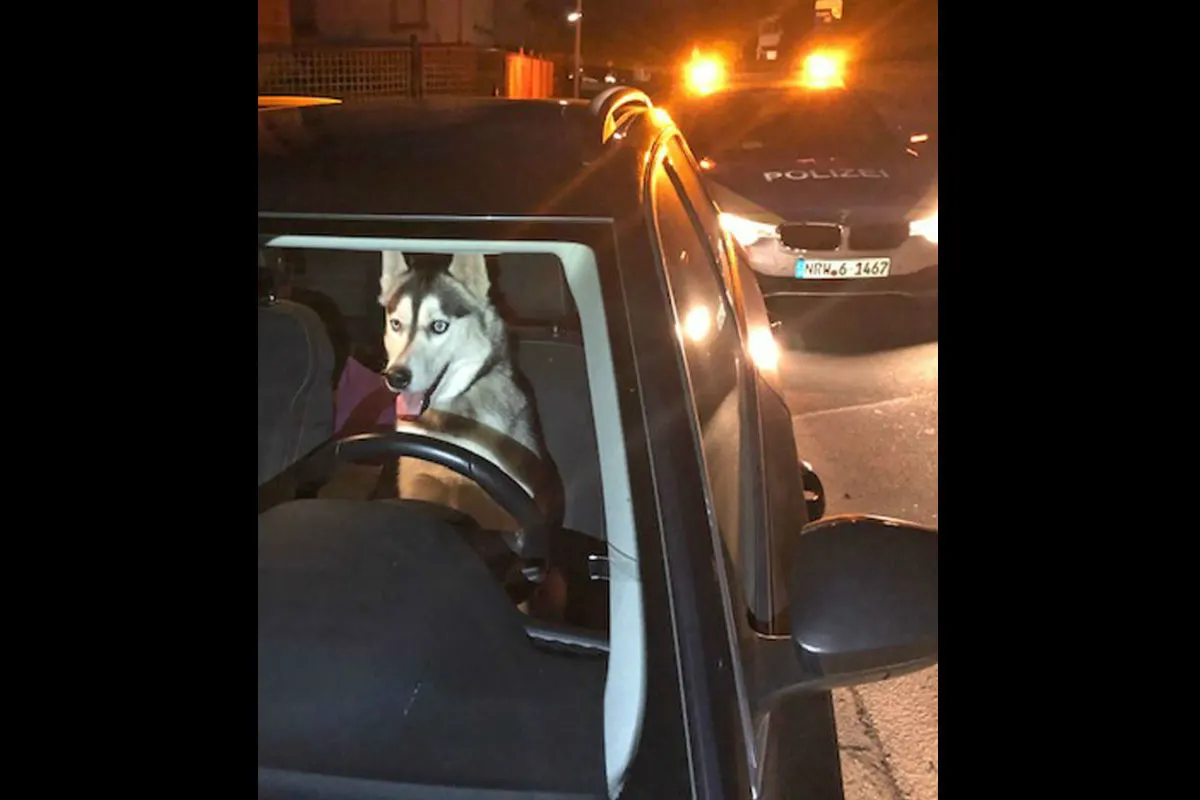 Herrenloser Hund vertreibt sich die Zeit 