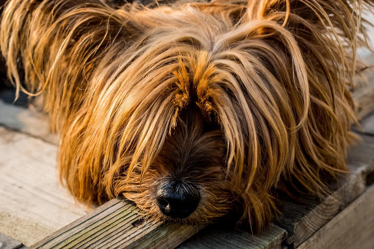 Thal – Zwei Hunde nach Attacke durch Bernhardiner getötet