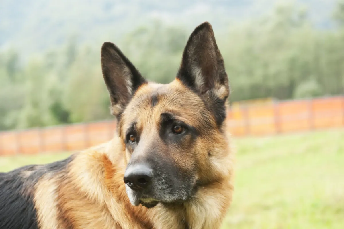 Hund beisst Kind in die Hand