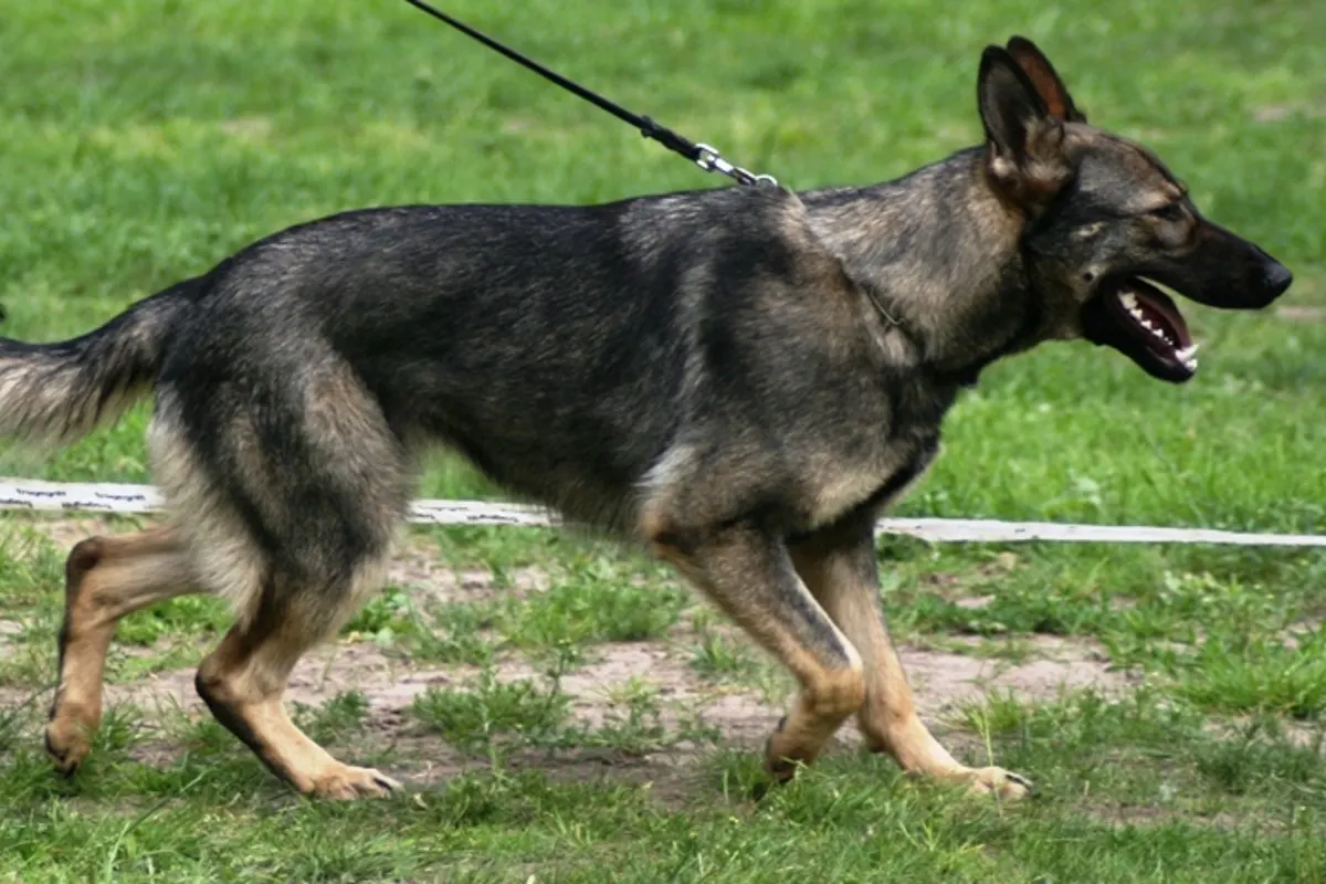 Linz - Abgemagerter und angeleinter Hund auf Balkon befreit