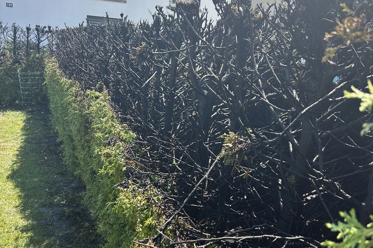 Felben-Wellhausen TG – Hecke bei Abflammarbeiten in Brand geraten