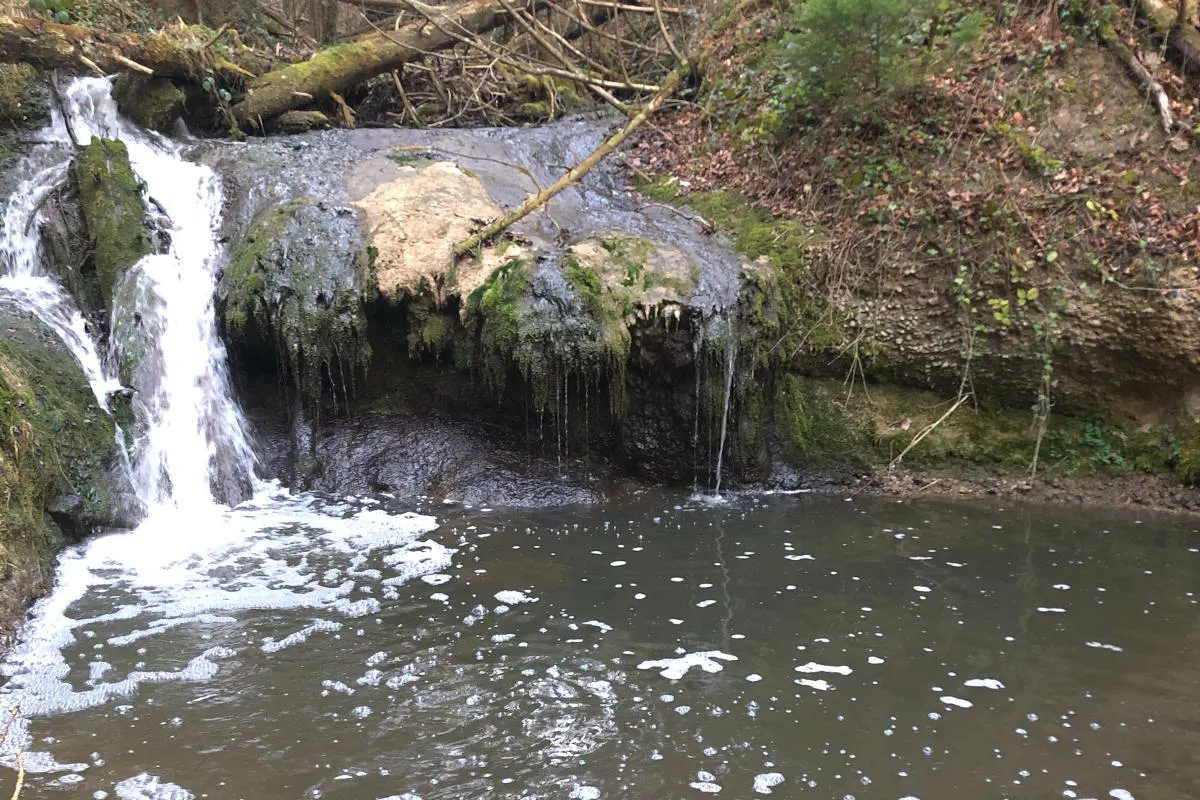 Gossau SG – Bach verschmutzt – Fische verstorben