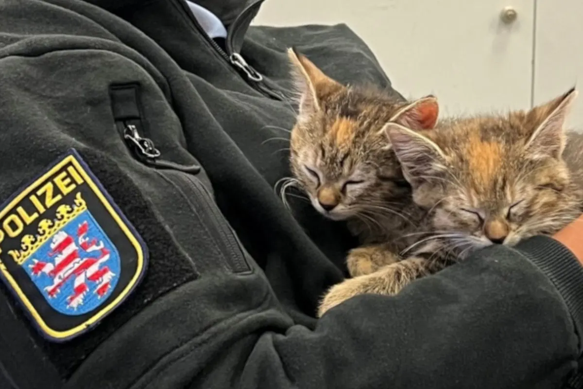 Zwei schlafende Katzen liegen in den Armen eines Polizisten. Das Hessen-Polizeiabzeichen ist erkennbar.