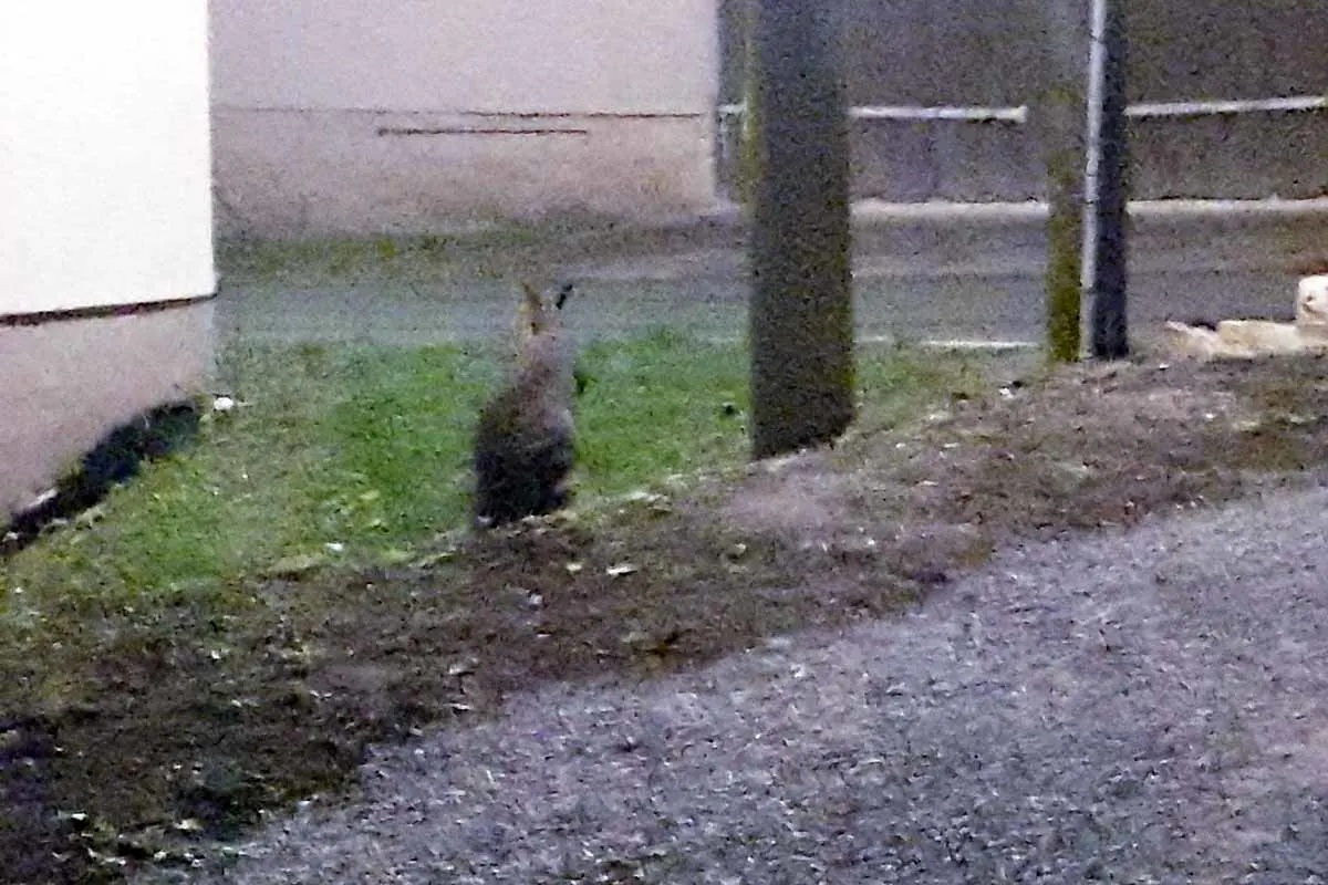  Frankendorf - Ein Känguru weiterhin auf der Flucht