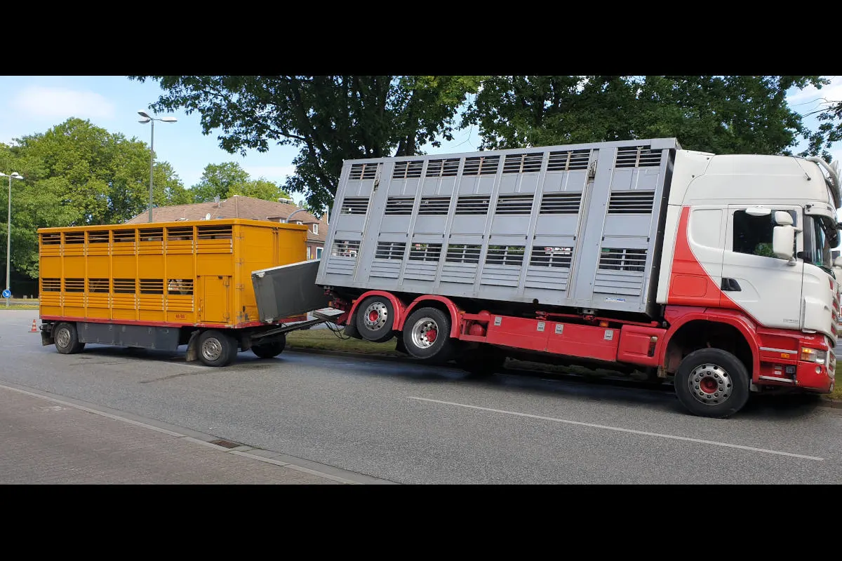 Gelsenkirchen – Leerer Schweinetransporter hebt ab
