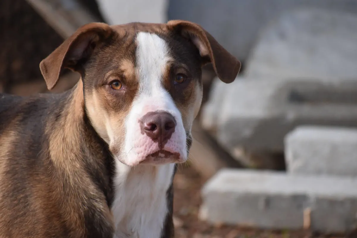Mutter kämpft gegen Hund während sie den Notruf wählt