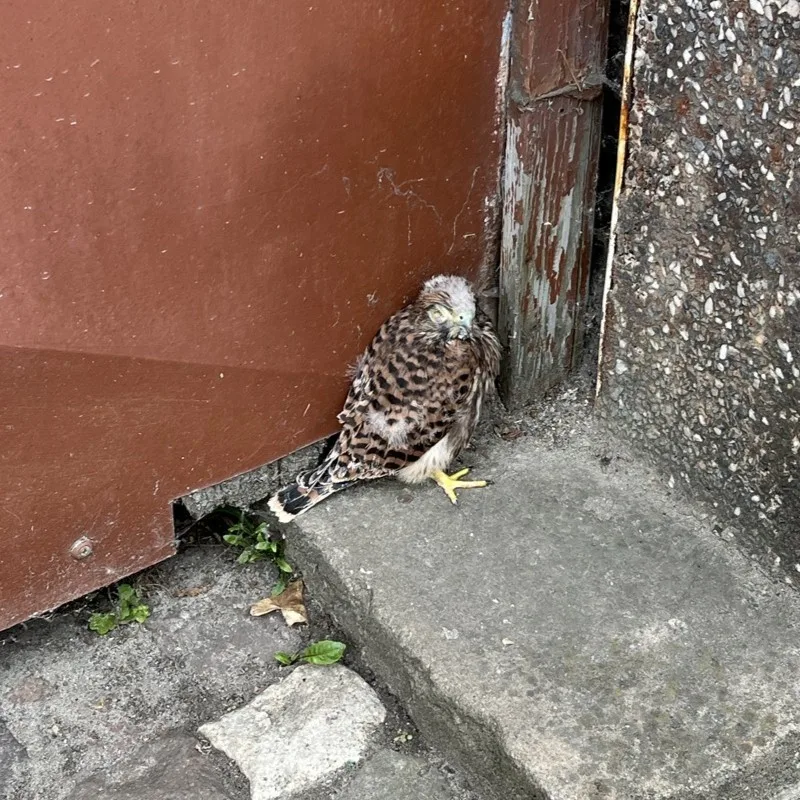 Ein junger Greifvogel mit gesprenkeltem Gefieder sitzt nervös in einer Ecke auf einem gepflasterten Boden neben einer braunen Wand.
