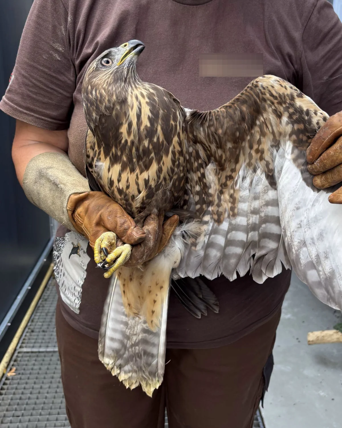 Eine Person in brauner Kleidung hält einen großen Greifvogel mit schützenden Handschuhen. Der Vogel breitet seine Flügel aus.