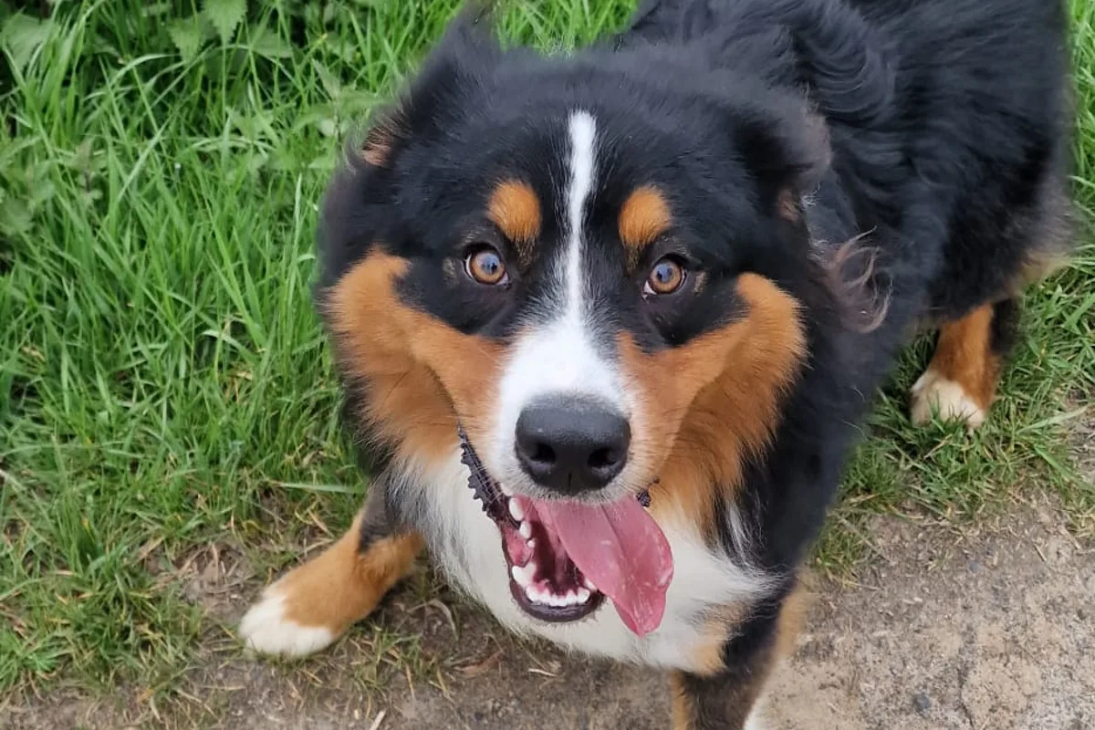 Junge Frau beim Joggen von Berner Sennenhund verfolgt - Polizei sucht nach Eigentümer Fulda