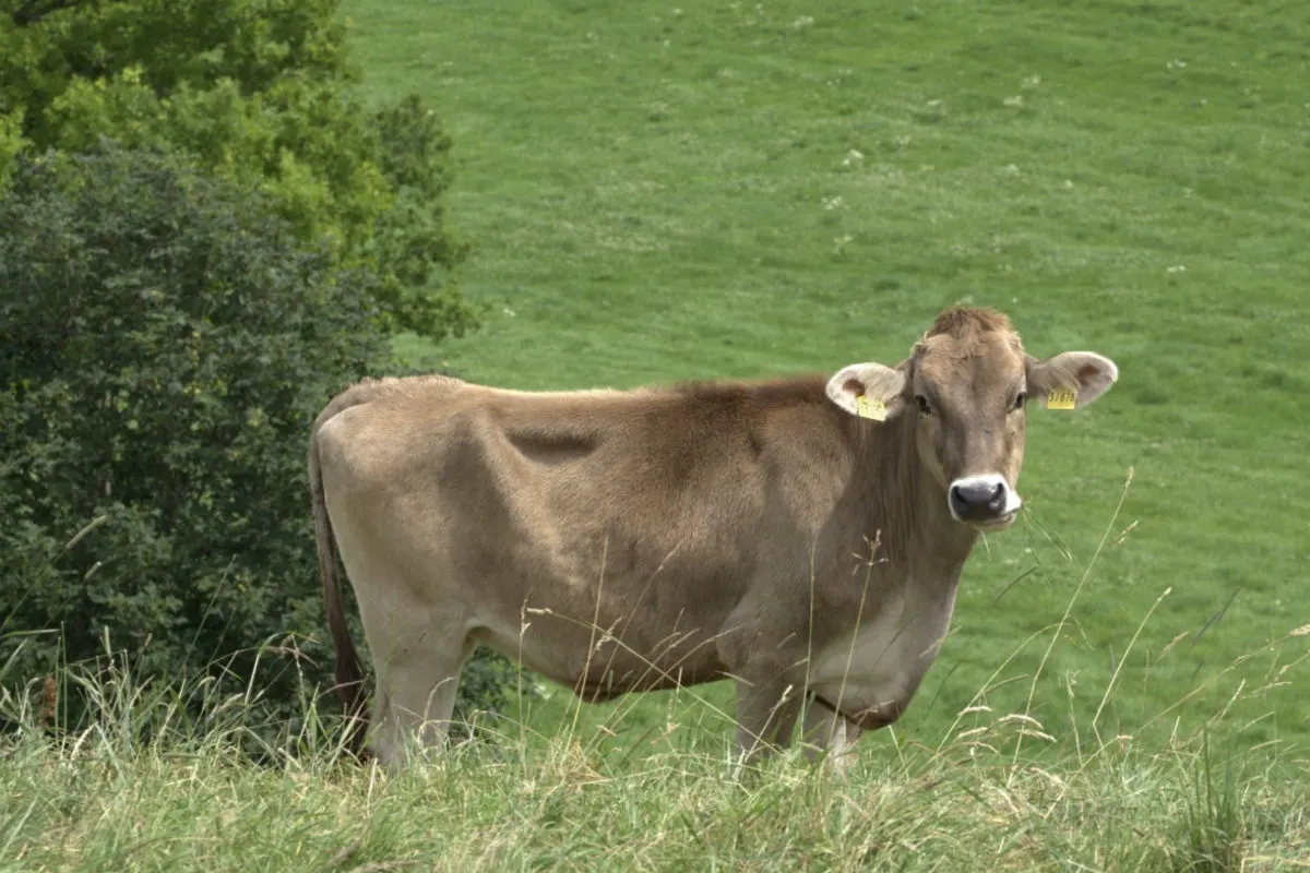 Eine braune Kuh mit Ohrmarken steht auf einer grünen, grasbewachsenen Weide und blickt direkt in die Kamera. Im Hintergrund sind Büsche und ein Baum zu sehen.