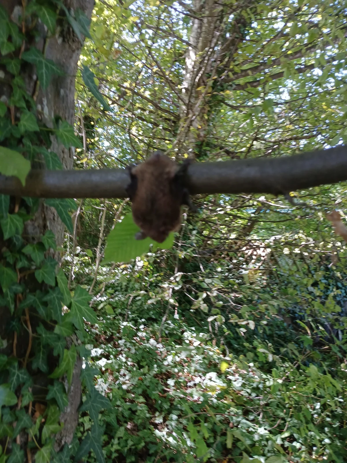 Im Bild hängt eine Fledermaus an einem Ast, umgeben von dichtem Laub. Die Umgebung ist grün und wirkt dicht bewachsen.