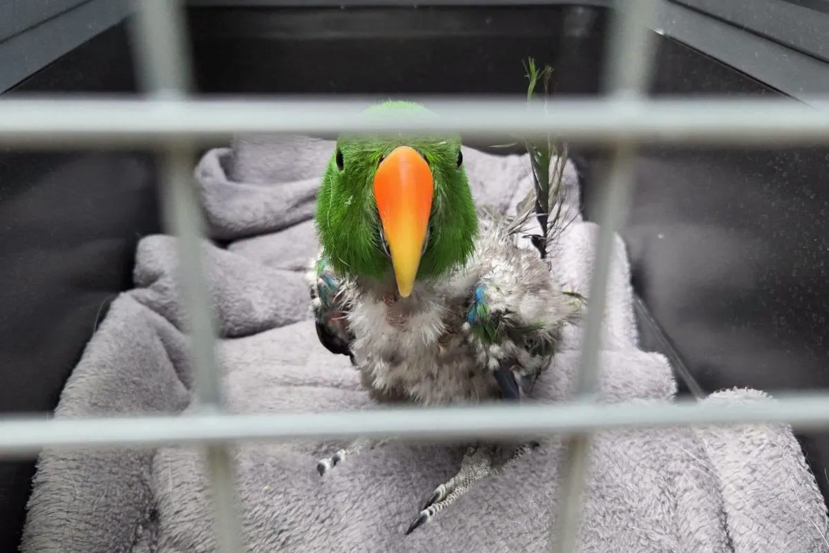 Ein grüner Papagei befindet sich in einer Transportbox mit grauer Decke. Der Vogel hat einige sichtbare Federverluste.