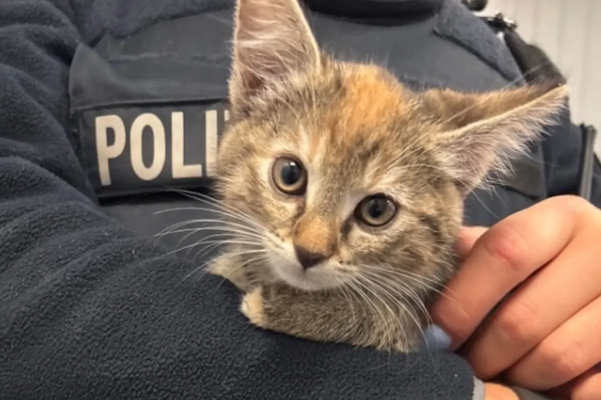 Ein Polizist in Uniform hält eine flauschige, kleine Katze liebevoll im Arm. Die Uniform zeigt den Schriftzug POLIZEI.