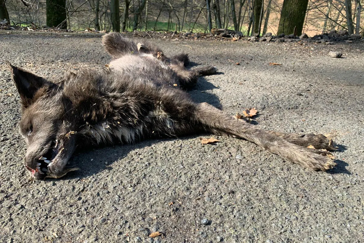 Mittlerweile vier tote Hunde gefunden - Wer hat was gesehen?