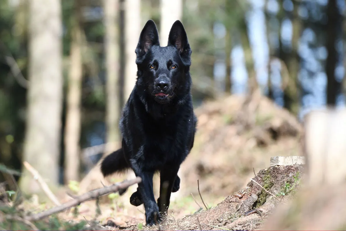 Kanton ZG - Polizeihund Wyk gleich zweimal erfolgreich