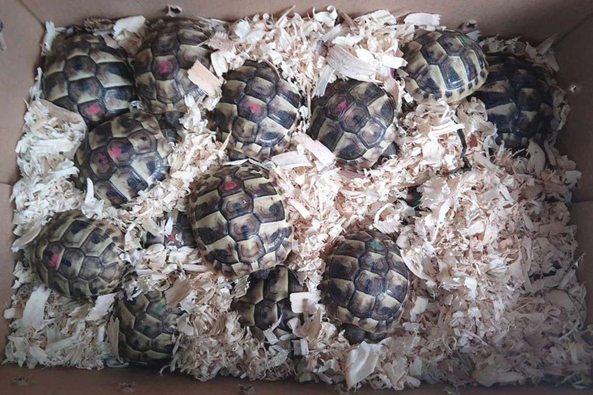 Füssen BY – Bundespolizei stoppt illegalen Transport von Schildkröten