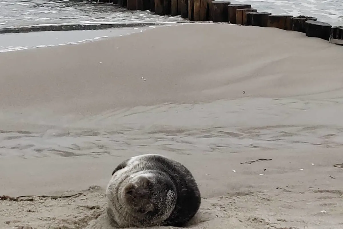 Tierrettung in Zingst – Kegelrobbe am Zingster Ostseestrand entdeckt