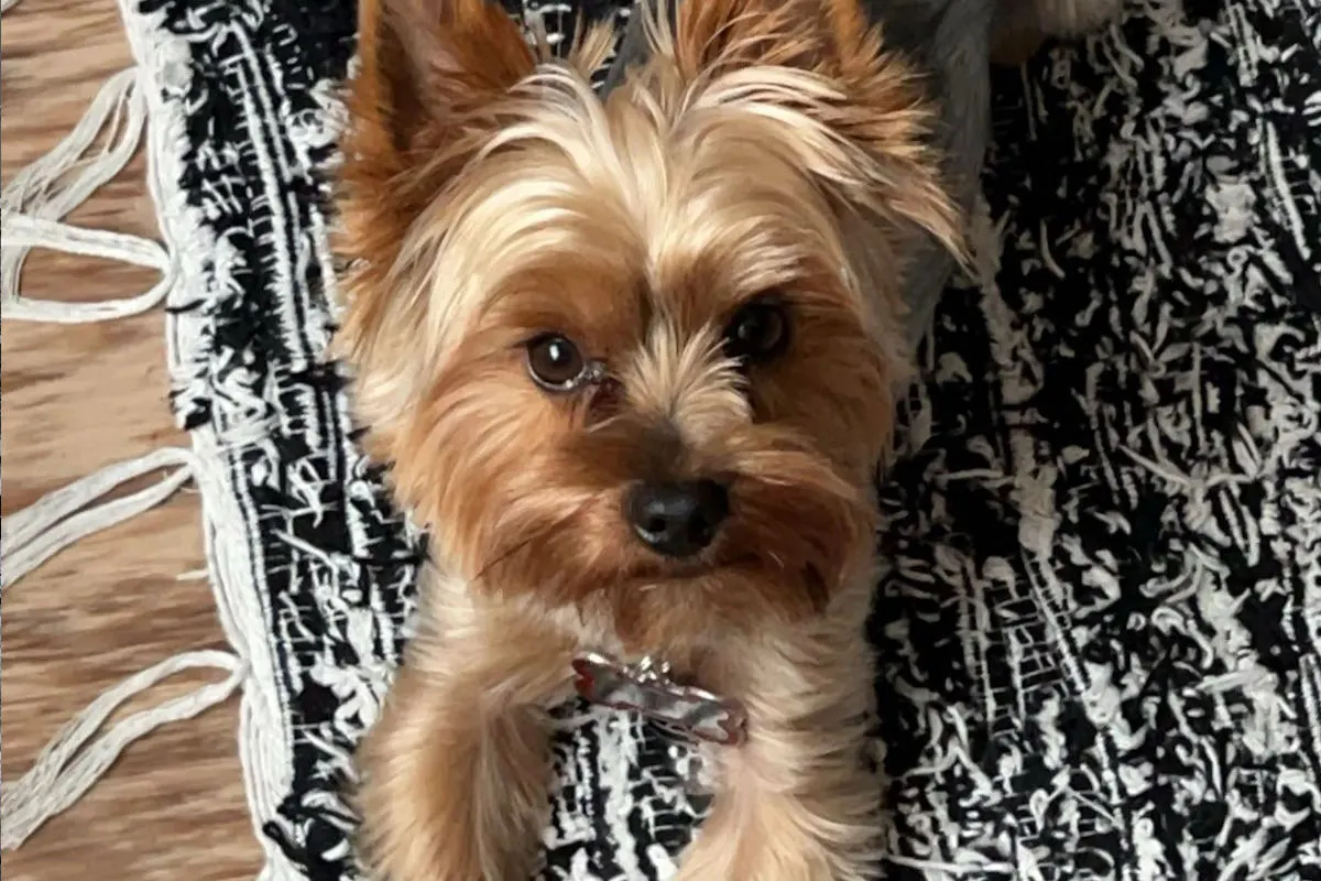 Langenthal BE – Hund von Auto erfasst und mitgerissen