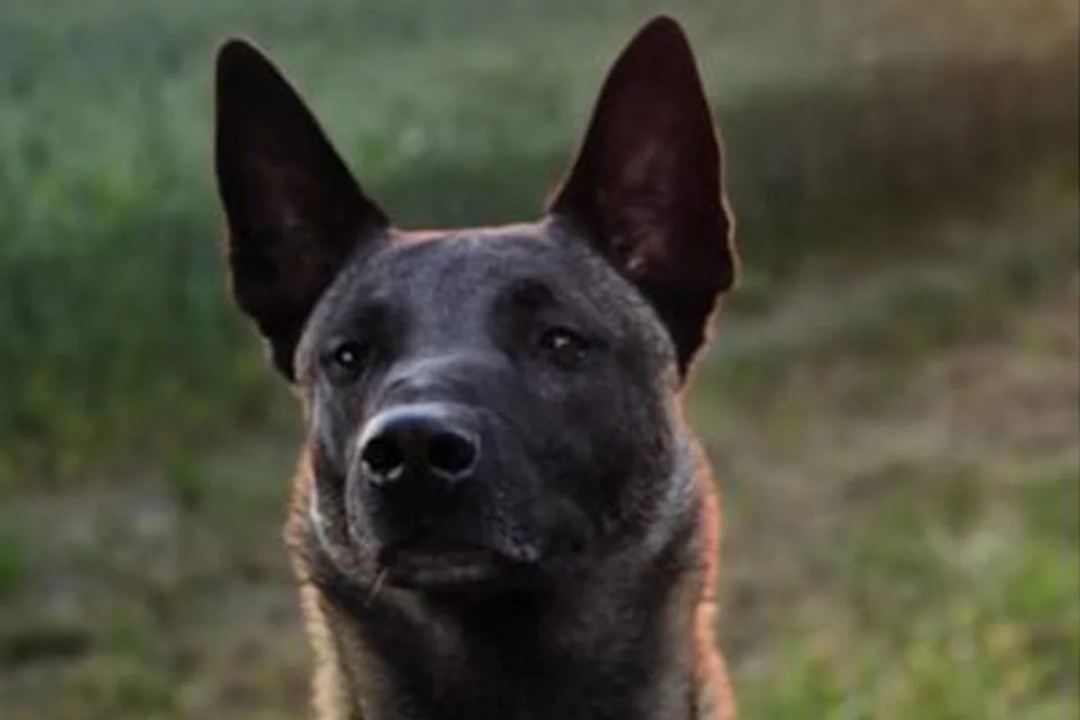 Ein Hund mit aufrechten Ohren und fokussiertem Blick vor einem unscharfen Hintergrund aus grünem Gras.