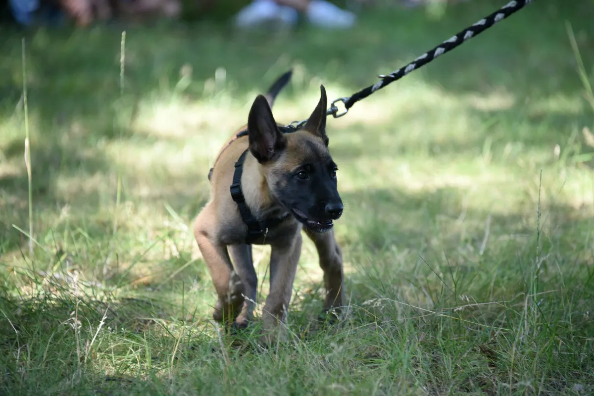 Welpe Krabat wird ein Polizeihund