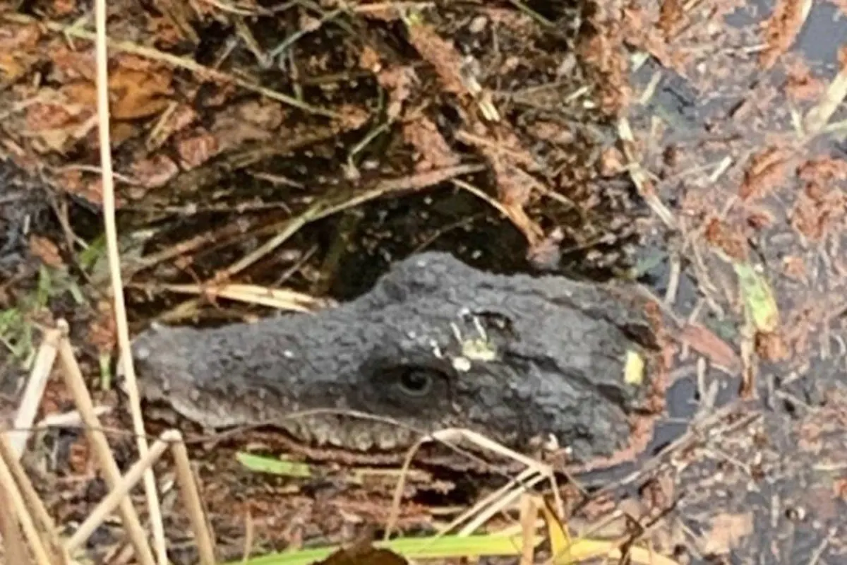 Deidesheim – Vermeintliches Krokodil im See