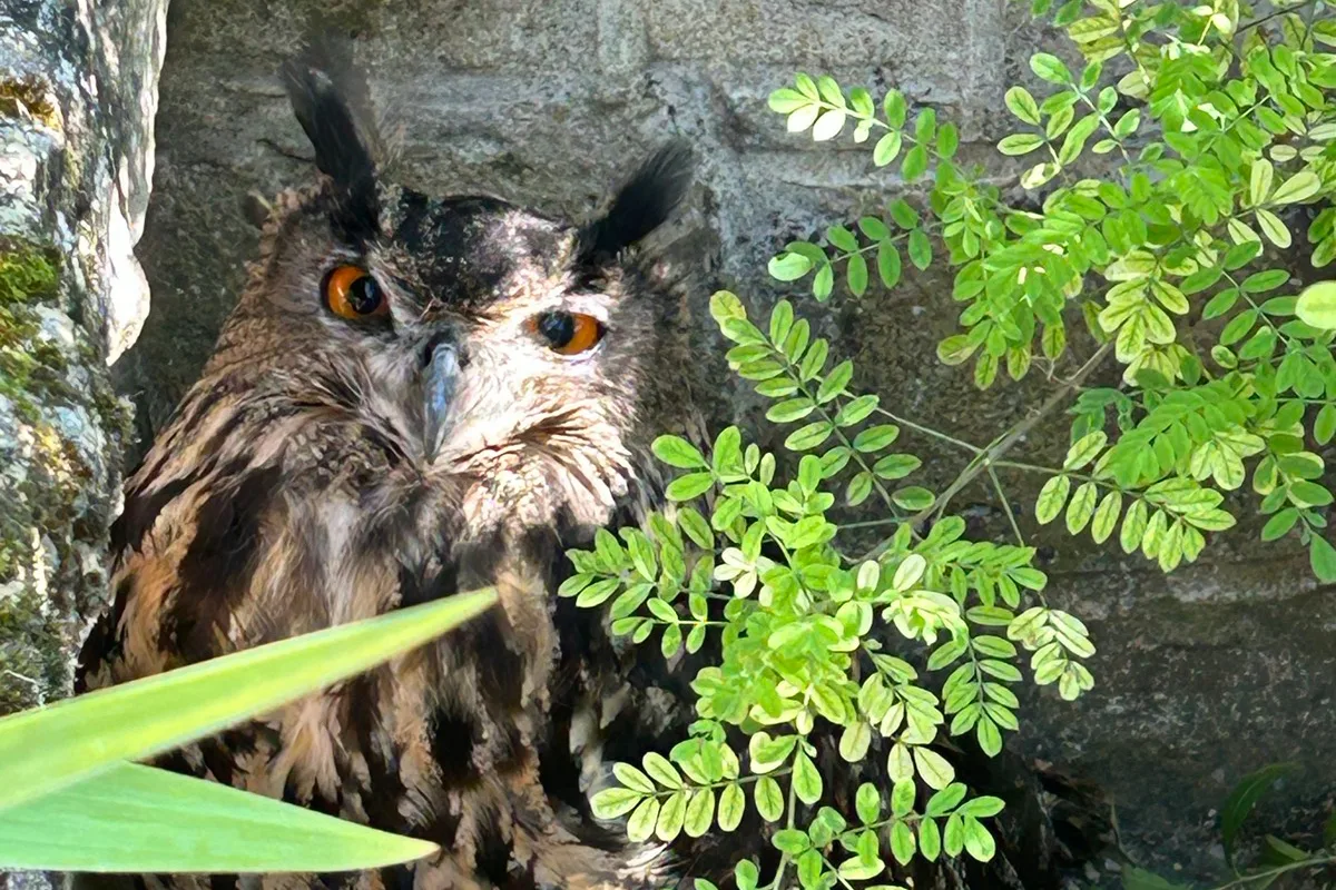 Edenkoben RP – Verletzter Uhu im Garten gefunden