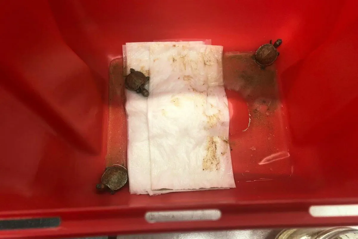 Schmuggel von Schildkröten aufgeflogen