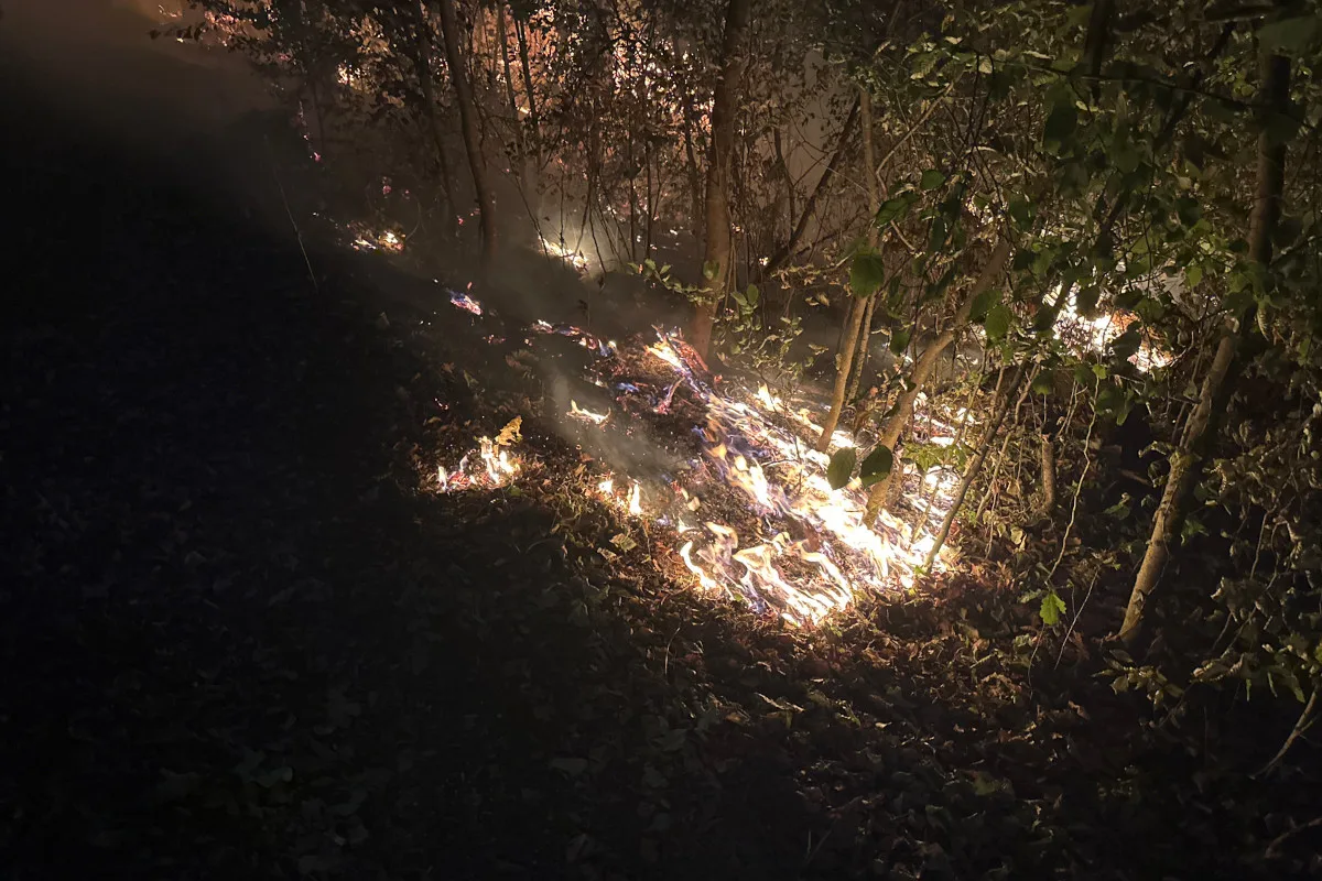 Der Waldboden brennt nachts, Flammen leuchten zwischen den Bäumen und Rauch steigt auf. Das Bild zeigt ein dunkles Waldgebiet im Feuerlicht.