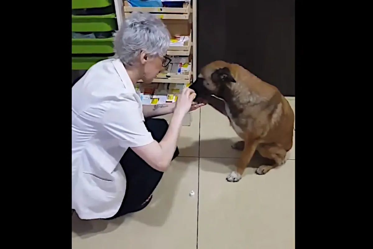 Verletzter Hund bittet Apothekerin um Hilfe