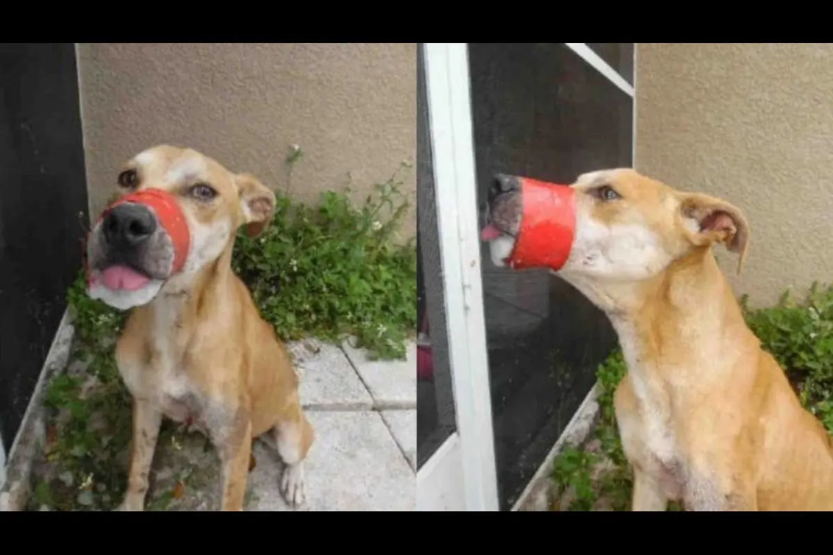 Hund auf grausame Weise zurückgelassen