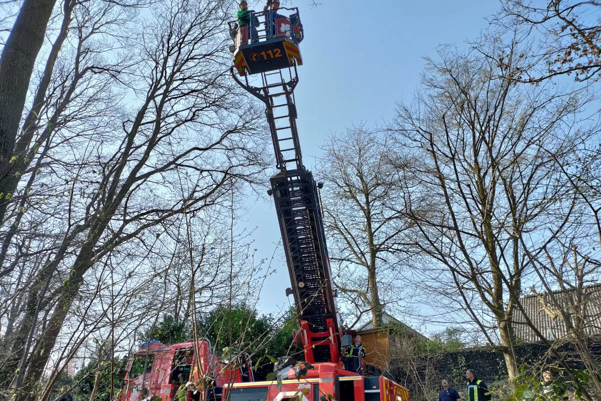 Sankt Augustin – Es gibt die Einsätze wirklich – Feuerwehr rettet Katze aus Baum
