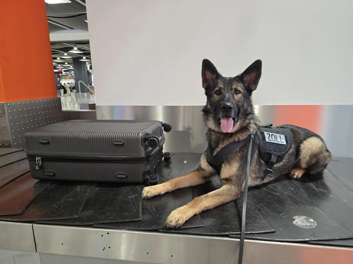 Ein Zollhund liegt auf einem Gepäckförderband neben einem schwarzen Koffer. Im Hintergrund ist ein Flughafenbereich zu sehen.