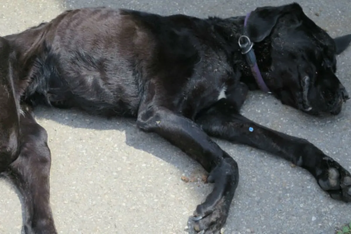 Tierdrama in Kissing - Zehn Hunde halb verhungert, einer tot