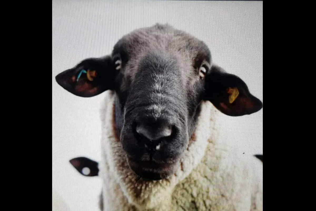 Schafbock von Weide gestohlen - Zeugenaufruf