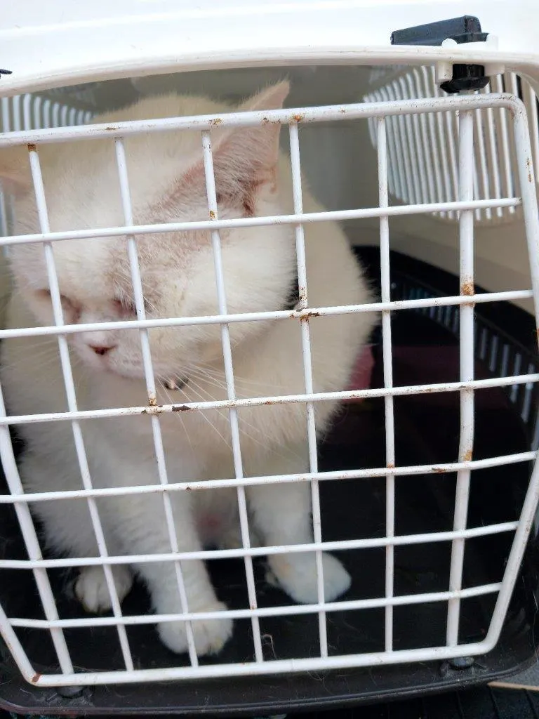 Eine weiße Katze sitzt in einer Transportbox und schaut durch die Gitterstäbe heraus. Die Box wirkt geschlossen und sicher.