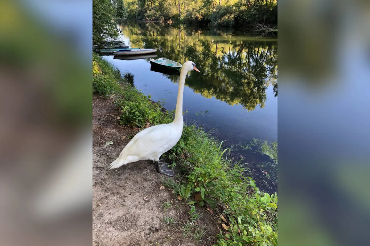 Lingenfeld – Schwan auf Abwegen