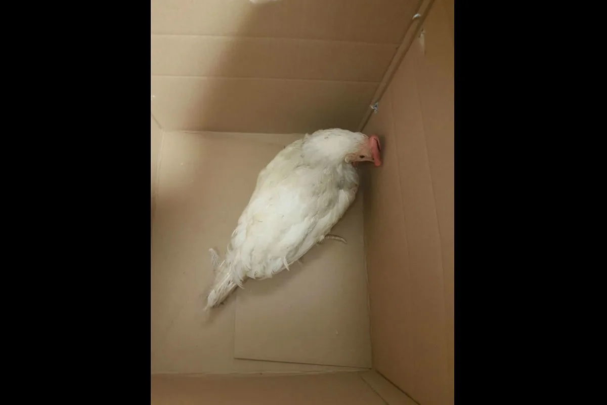 Waldbröl - Huhn bei Tankstelle gefunden
