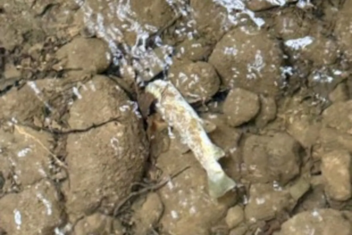 Ein toter Fisch befindet sich auf einem trockenen, felsigen Flussgrund. Der Fisch ist hell gefärbt und teilweise von Wasser umgeben.