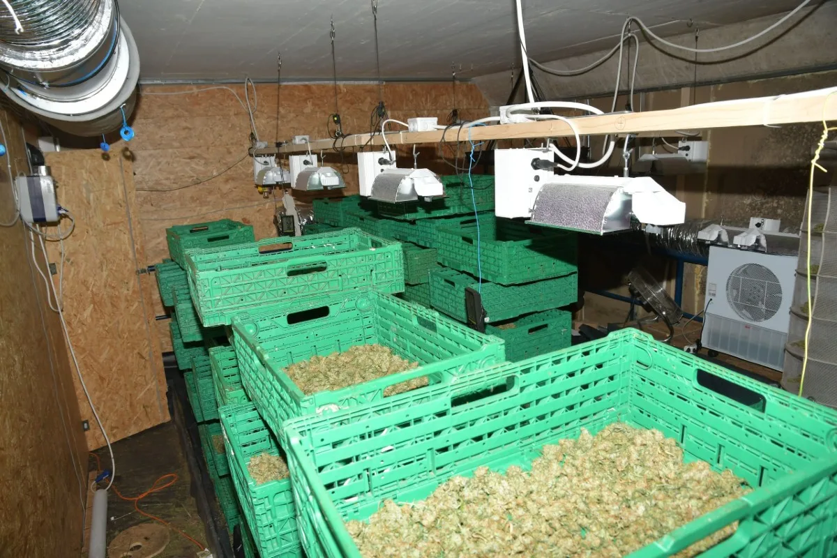 Olten SO - Über 60 Kilogramm getrocknetes Marihuana sichergestellt