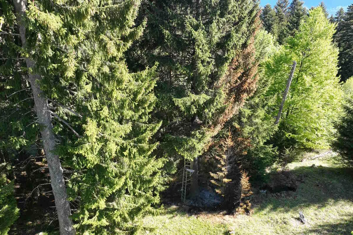 Im Bild ist ein dichter Wald zu sehen, in dem eine Leiter an einem Baumstamm lehnt. Der Wald ist grün und dicht bewachsen.