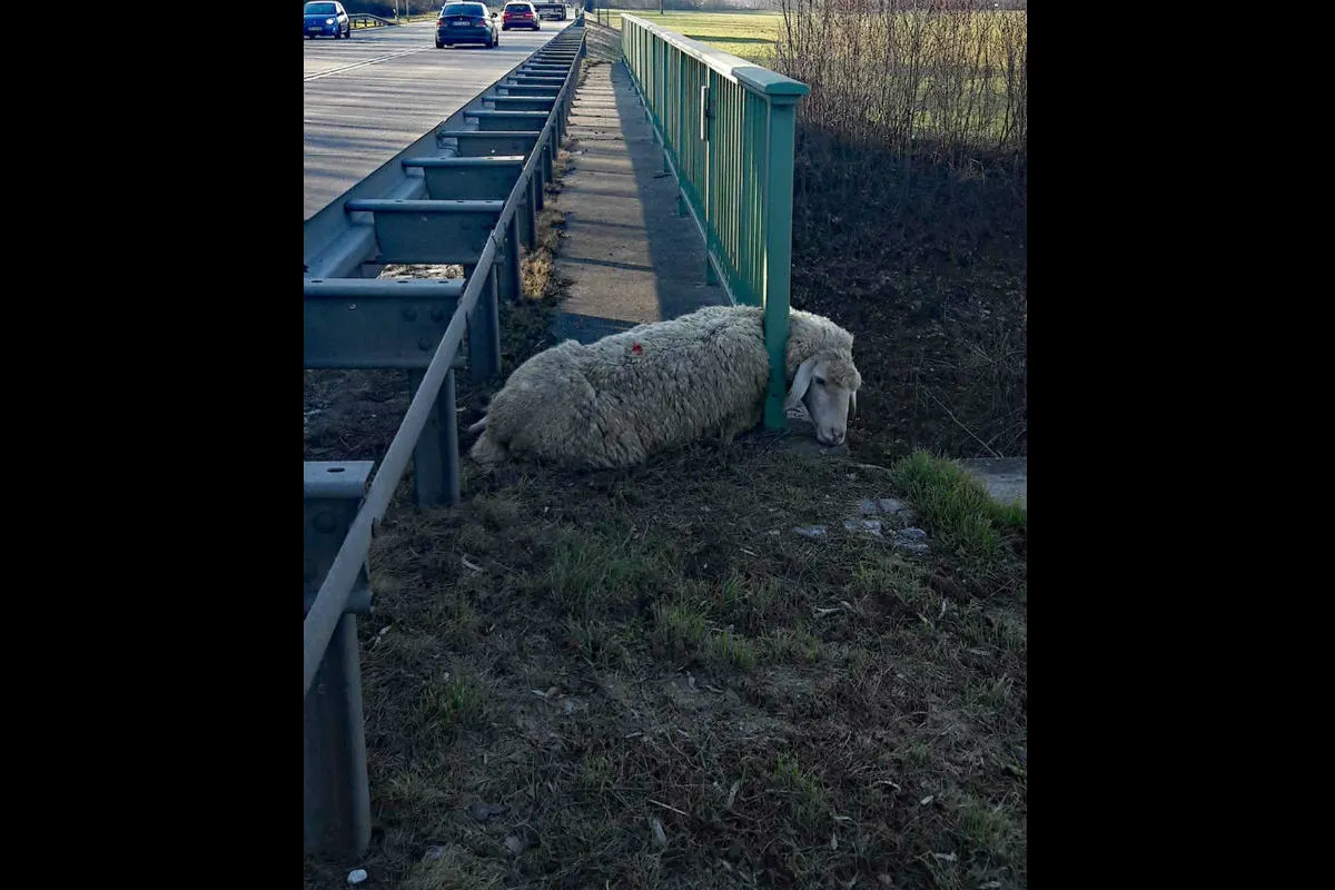 Schaf aus misslicher Lage befreit 