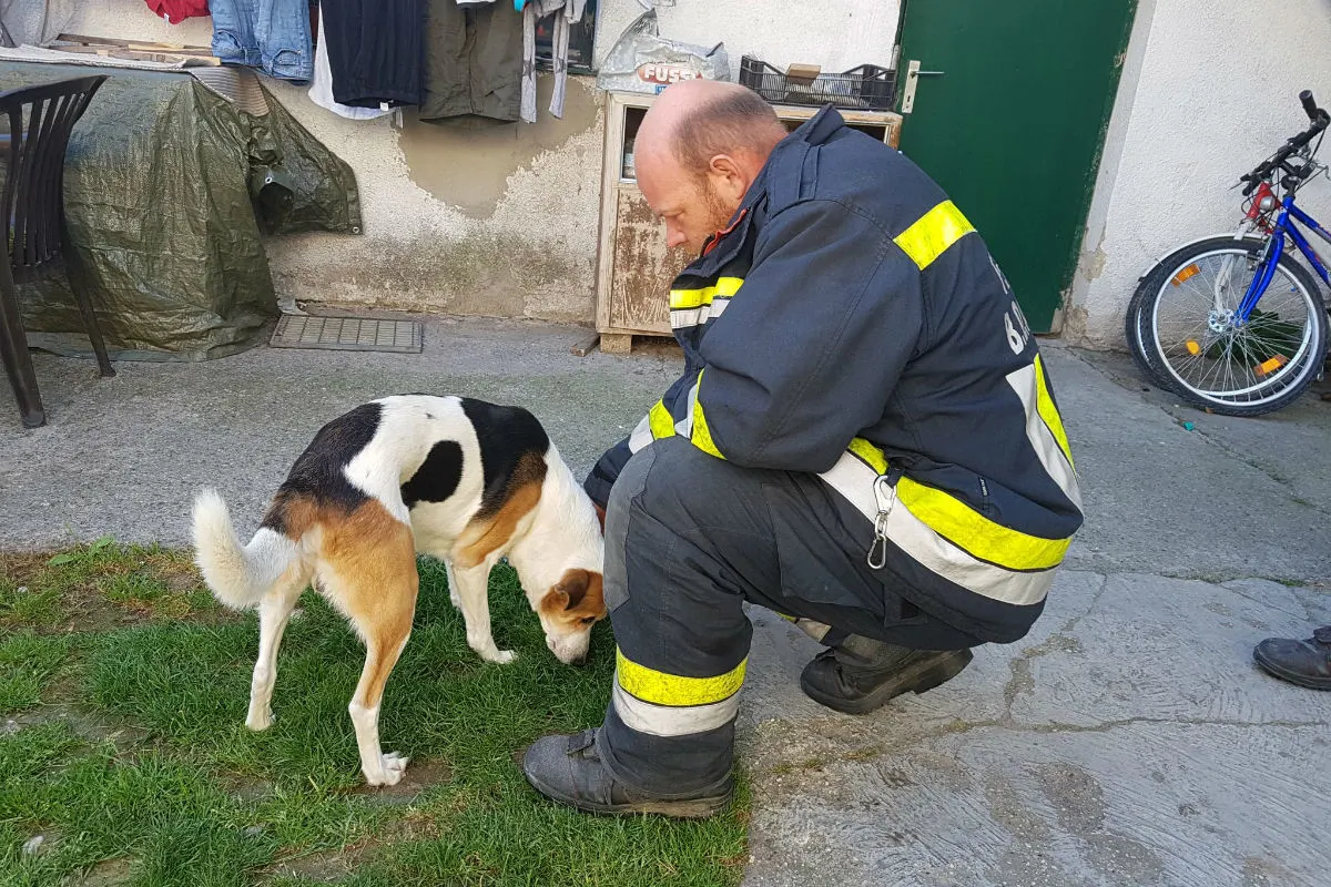 Bad Deutsch-Altenburg (AT) - Hund allein in Wohnung zurückgelassen