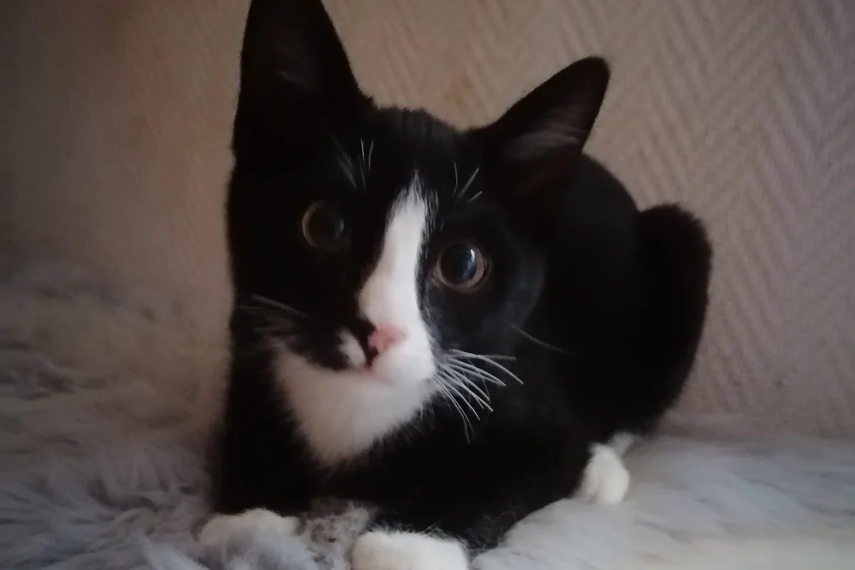 Großhansdorf SH - Junge Katze ausgesetzt 